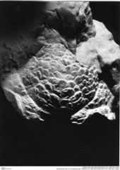 Historisches Foto von Crustacea indet. (NHMW-AFW-GEO-BACHMAYER-FOTO-1990-0041-5062)
